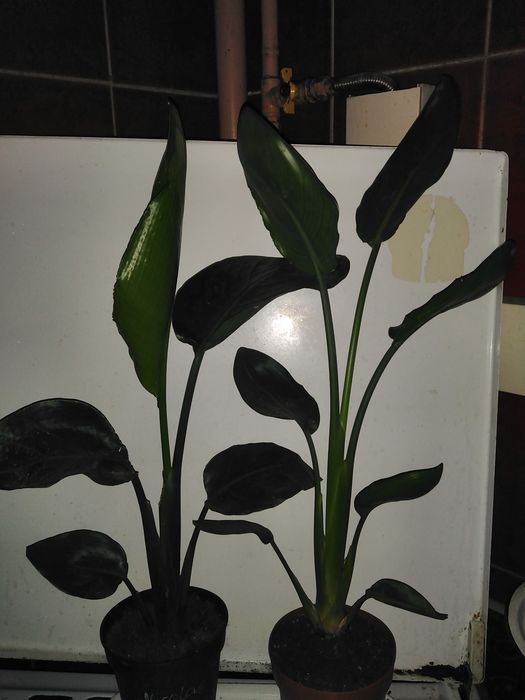 Мімоза, Спатіфілум варієгатнй, азалія і інші.