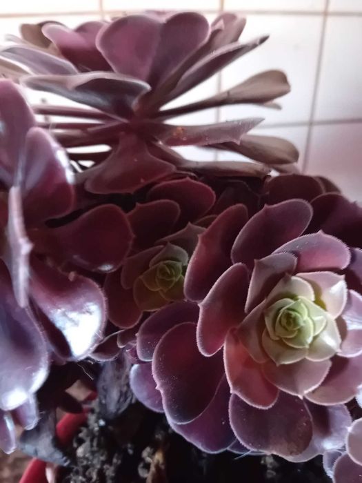 Planta - Aeonium Negro
