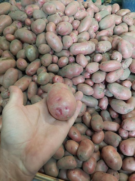 Batata vermelha nova