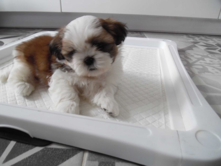 Piękny piesek shih tzu z wielopokoleniowym rodowodem