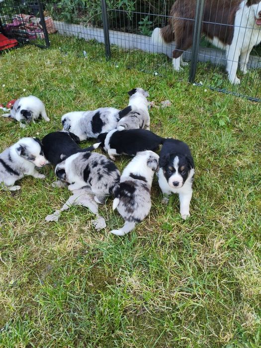 Pieski border collie
