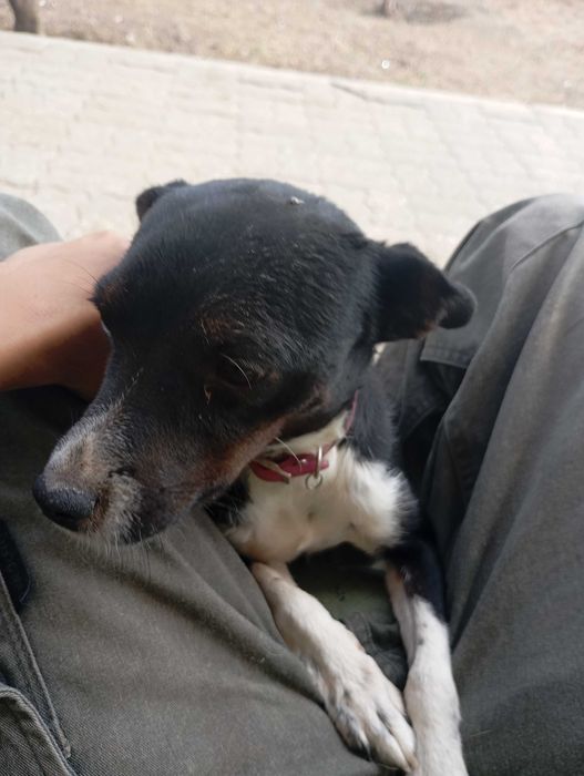 Temos éstes caizinhos para adoção