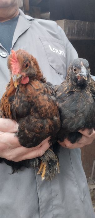Casal de Pekins Batan Preto e Cobre