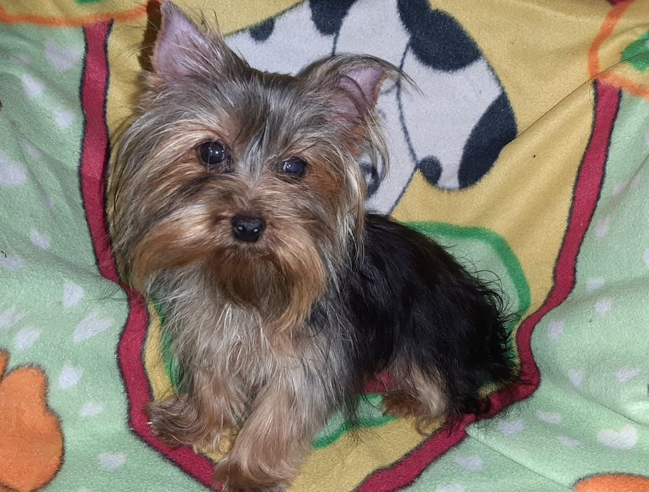 Мини девочка йоркширского терьера 8 месяцев.