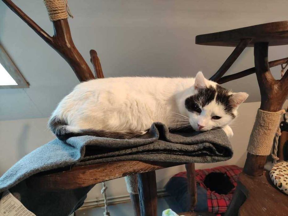 Oddam kota - Dante szuka domu.