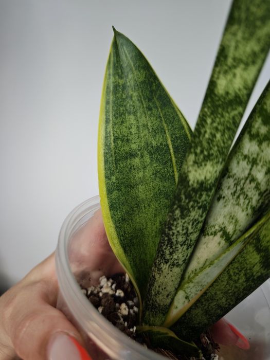 Sansevieria Blury White spot