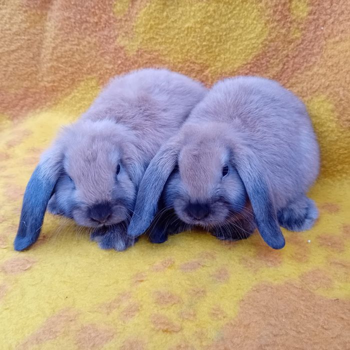 Króliki miniaturki Baranki Teddy samczyki GRUDZIĄDZ