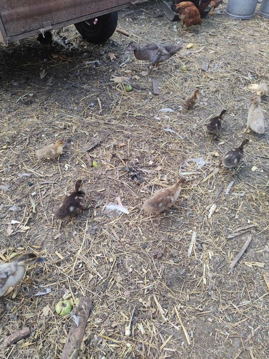 Качки шипуни індокачки мускусні