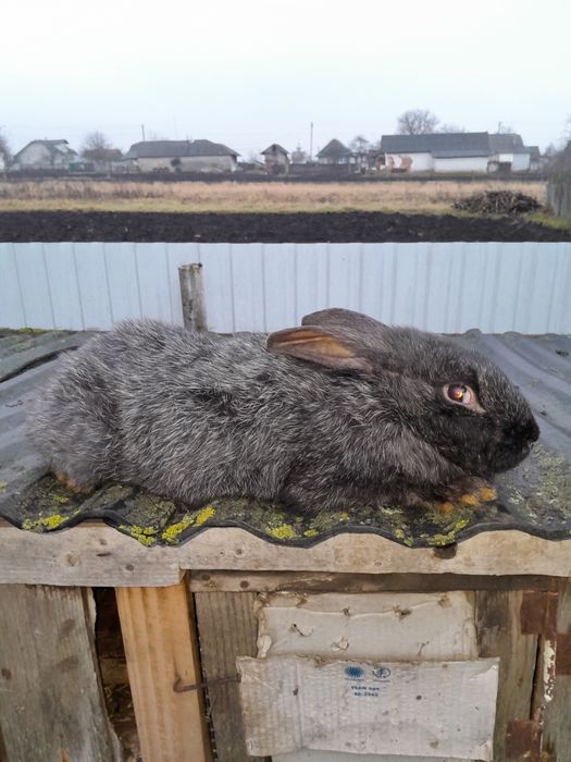 Порода полтавське срібло.