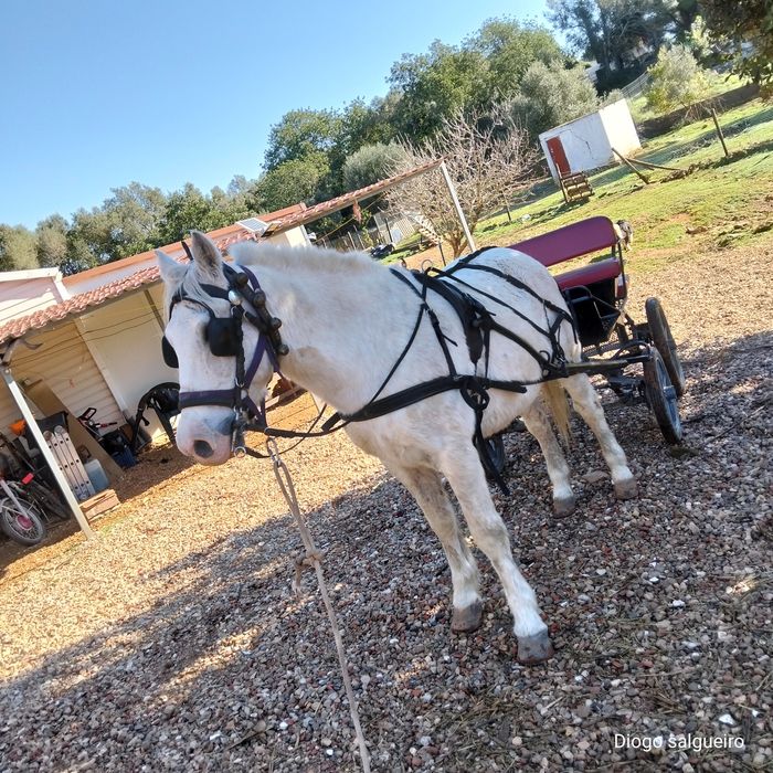 Vende-se Cavalo capado