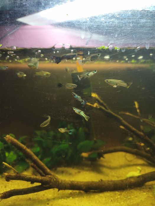 Guppies de várias cores
