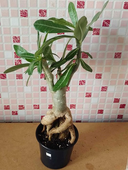 Аденіум мультипрививка з каудексом "восьминіг"