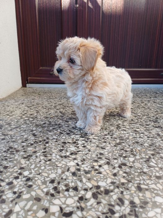 Maltipoo  sunia maluda.