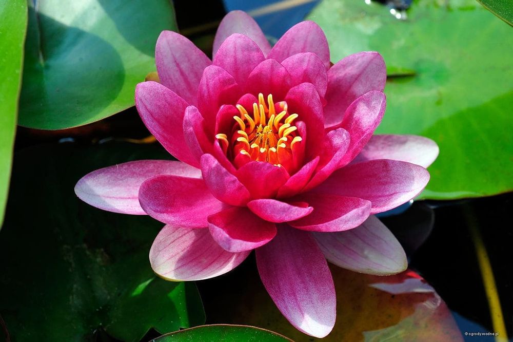 Rośliny do oczka wodnego i stawu