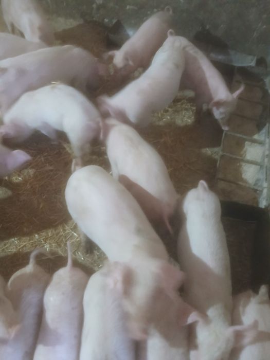 Малі поросята продаж