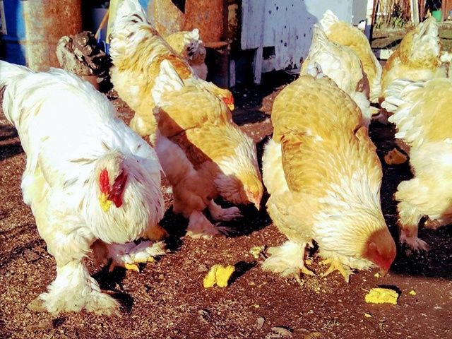 Інкубаційне яйце та курчата.Брама: біле золото, колумб. золото,лимонна