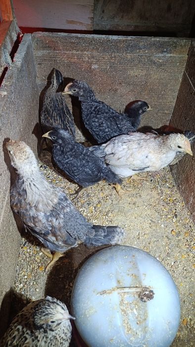 Pintos Nascidos de Ovos Várias Cores