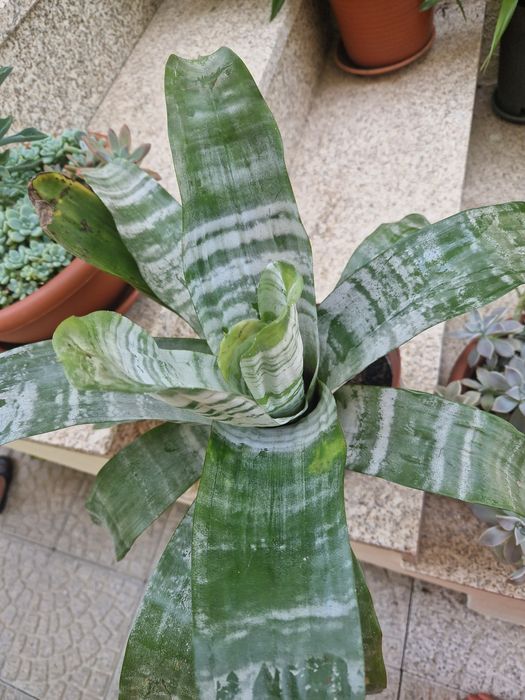 Planta bromelia prateada