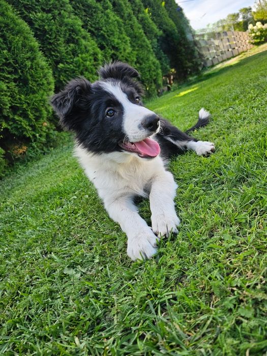 Border collie piesek