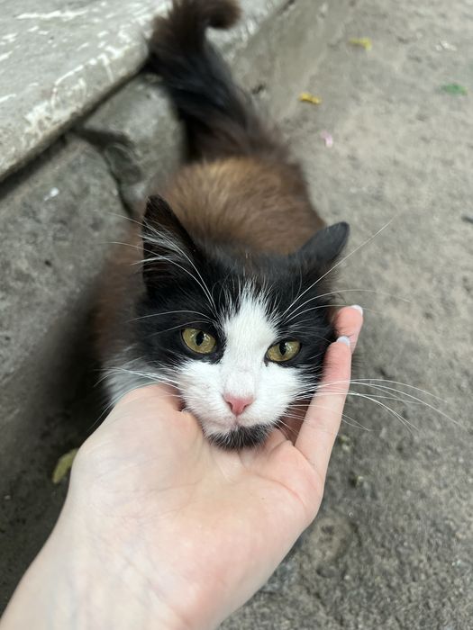 Віддам у добрі руки ласкавого котика.