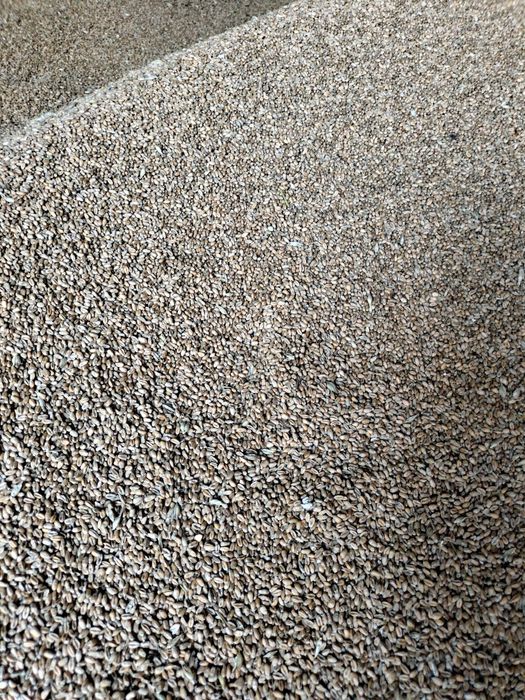 Pszenica ozima sprzedam