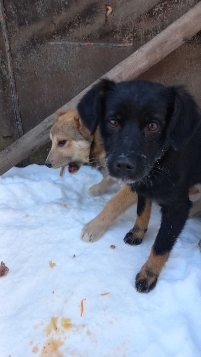 Цуценята, безкоштовно