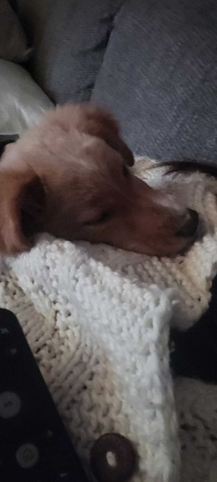 Cadelinha para adopção