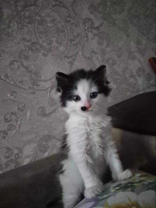 Кошенята.  Котик маленький