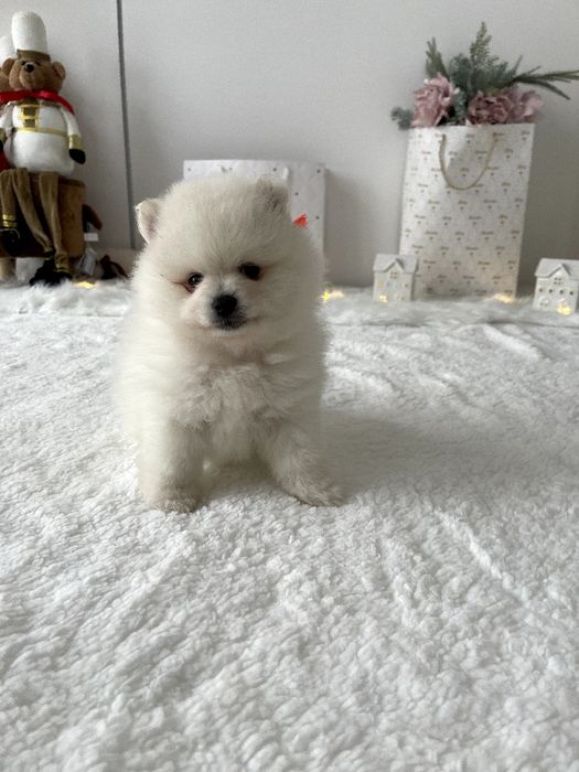 Померанські шпіци — Лише 3! Ідеальна можливість