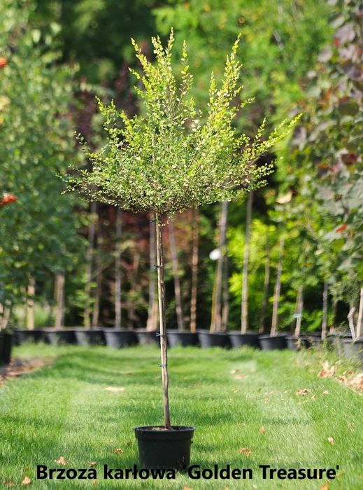 wierzba płacząca 'Chrysocoma'