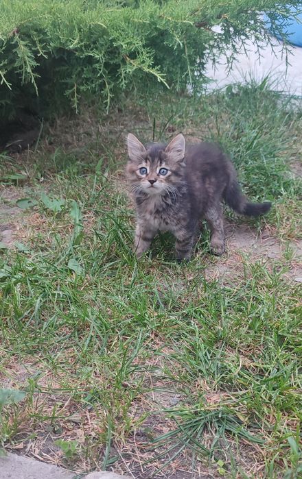 Кошенята дівчата шукають родину