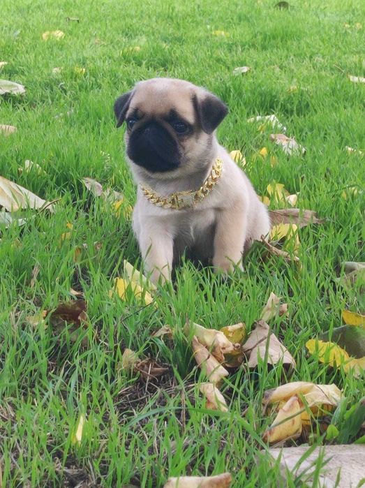 Гарненькі цуценята мопса