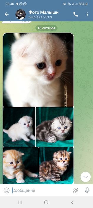 Шотландський  кіт в"язка