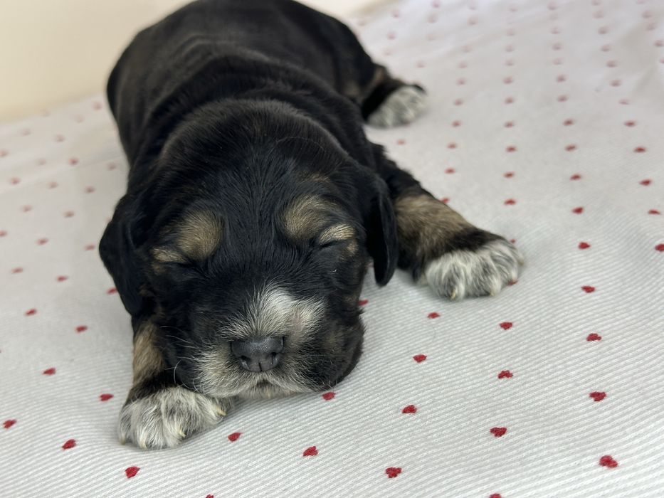 Англійський кокер спаніель чорно підпалий