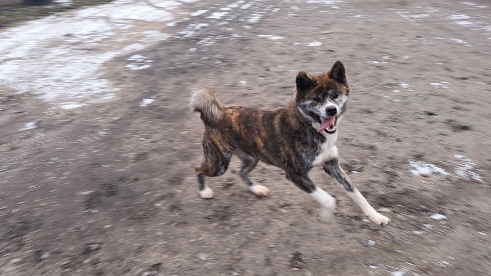 Akita inu sprzedam suczka