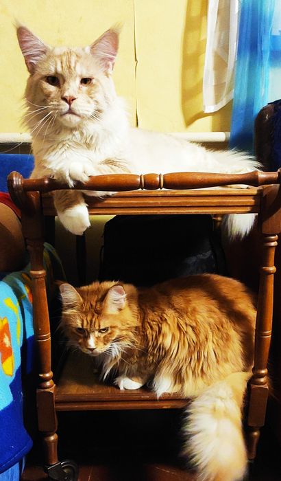 Красавиц Мейн-кун ждёт свою возлюбленную