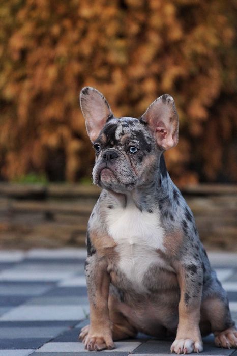 Девочка с разными глазами.