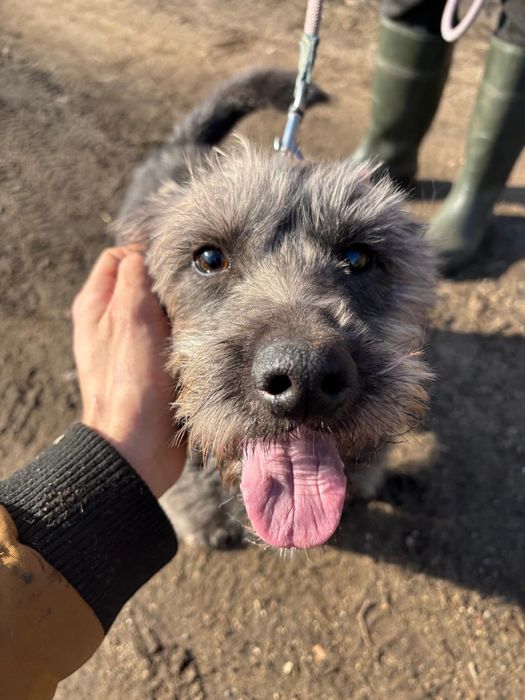 Alex, pies do adopcji