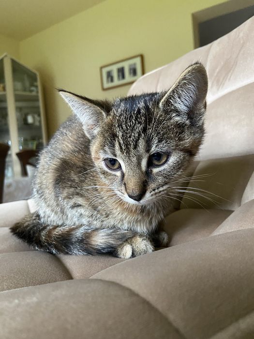 Mam do oddania kotkę za darmo