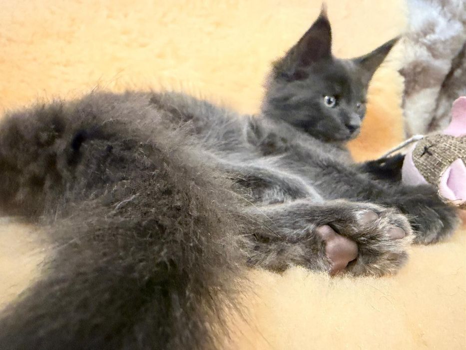 Niebieski dymny kocurek Maine Coon