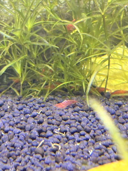 Camarões Neocaridina (Red Cherry)
