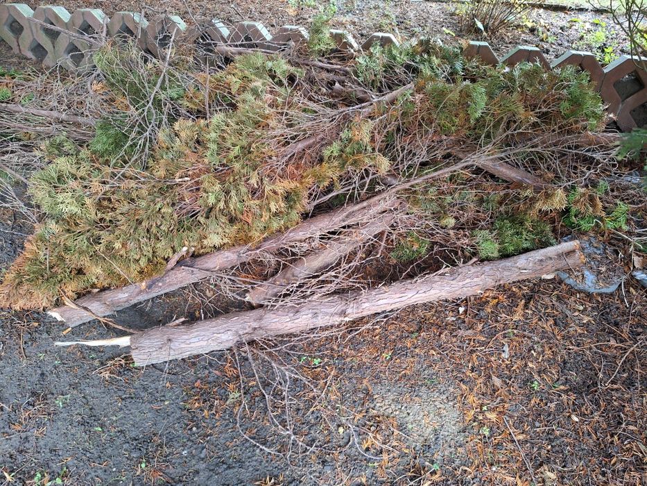 Drewno oddam za darmo