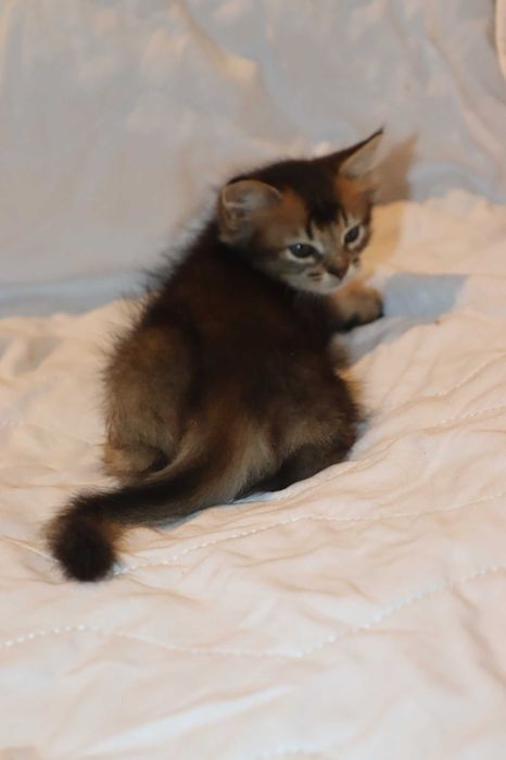 Сомалийский котенок кошечка