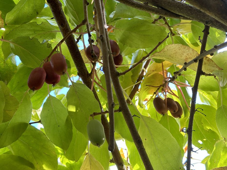 Актинідія аргута 2-3 річна. 14 різних сортів ю