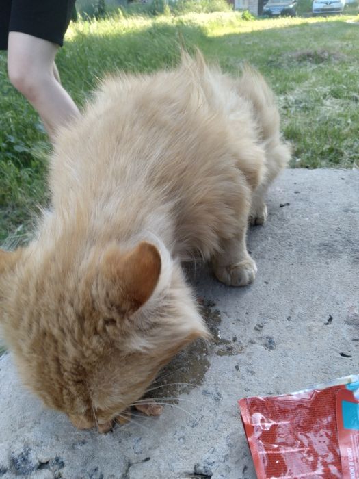 Віддам рудого кртика в люблячу родину