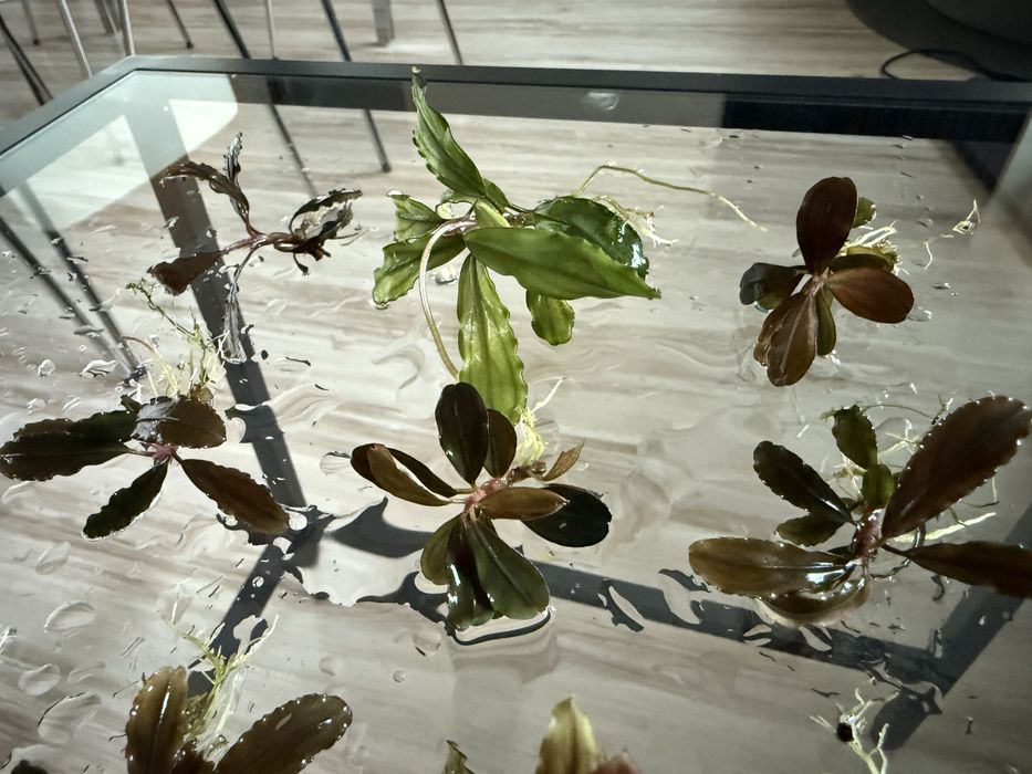 Bucephalandra 3 rodzaje 10 szt