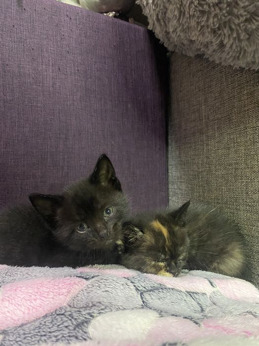Котята в добрі руки