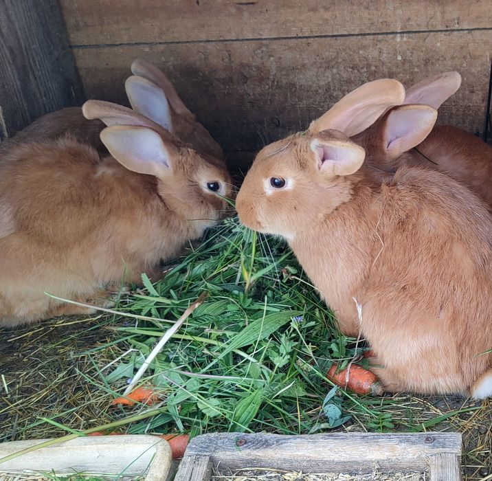 Króliki burgundzkie