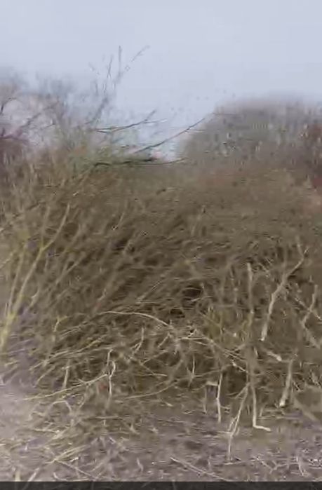 Oddam gałęzie  na zrębke,opał