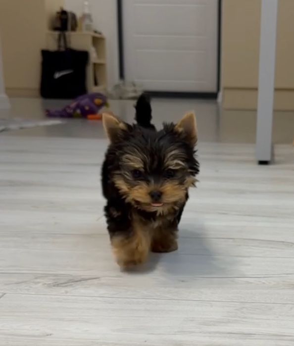 Йоркширский терьер